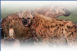 Protect animal rights